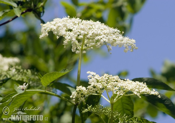 Baza čierna (Sambucus nigra)