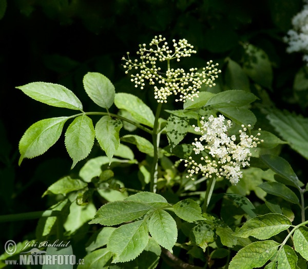 Baza čierna (Sambucus nigra)