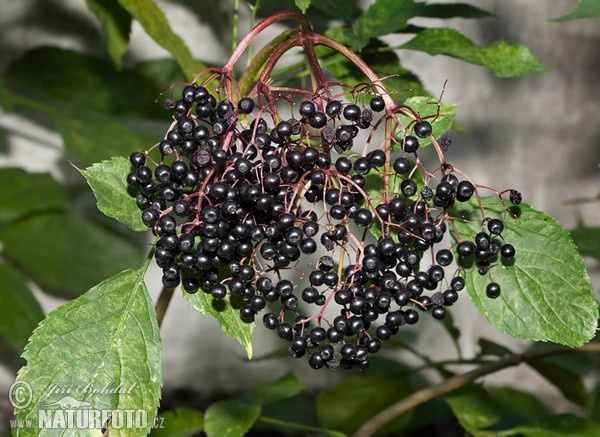 Baza čierna (Sambucus nigra)