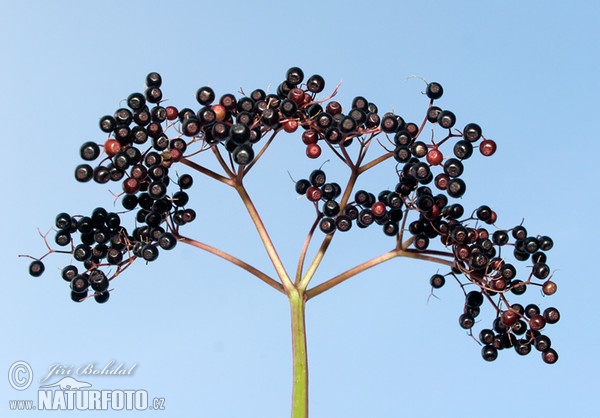 Baza čierna (Sambucus nigra)