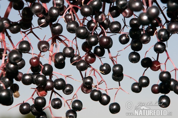 Baza čierna (Sambucus nigra)