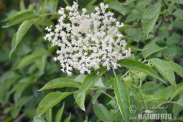 Baza čierna (Sambucus nigra)