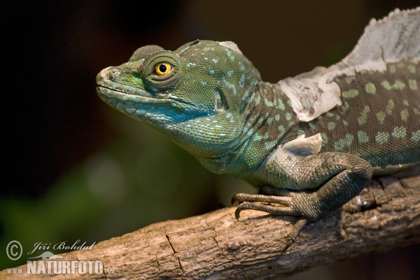 Bazilišek zelený (Basiliscus plumifrons)