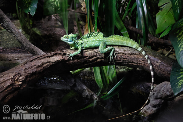 Bazilišek zelený (Basiliscus plumifrons)