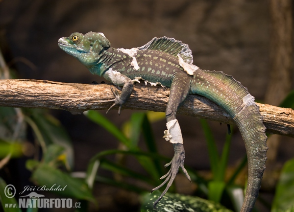 Bazilišok zelený (Basiliscus plumifrons)