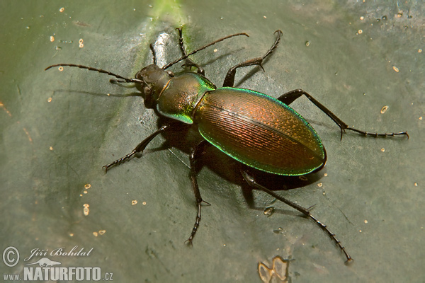 Beetle (Carabus scheidleri)