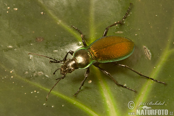 Beetle (Carabus scheidleri)