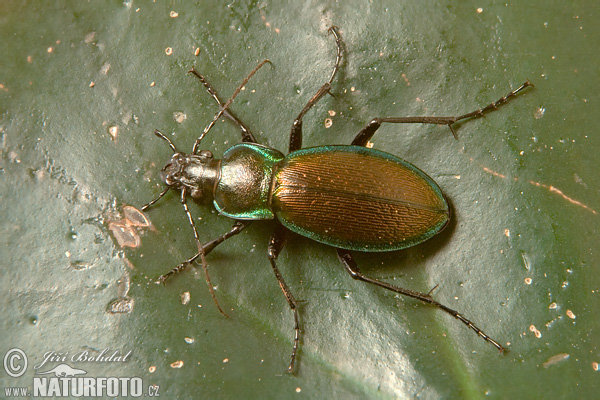 Beetle (Carabus scheidleri)