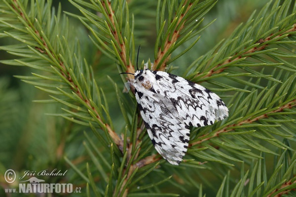 Bekyně mniška (Lymantria monacha)