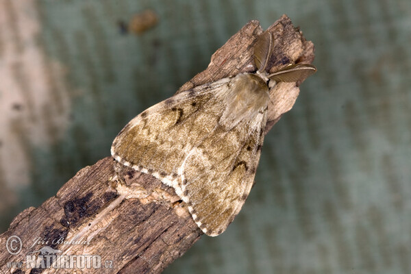 Bekyně velkohlavá (Lymantria dispar)