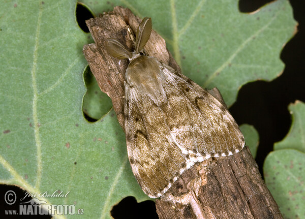 Bekyně velkohlavá (Lymantria dispar)