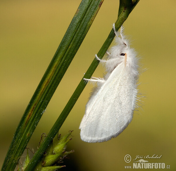 Bekyně zlatořitná (Euproctis chrysorrhoea)