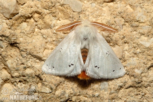 Bekyně zlatořitná (Euproctis chrysorrhoea)