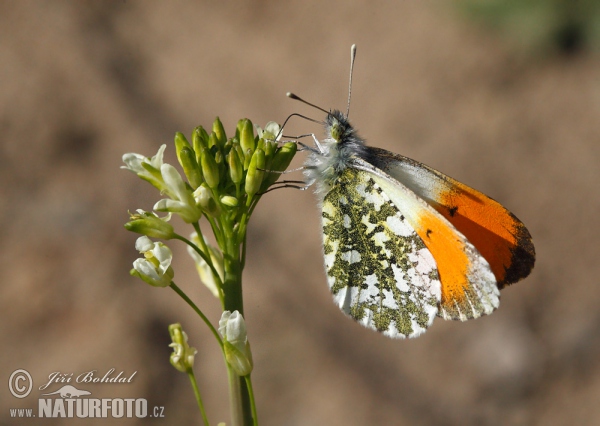 Bělásek řeřichový (Anthocharis cardamines)