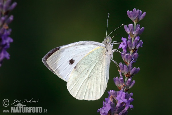 Bělásek zelný (Pieris brassicae)