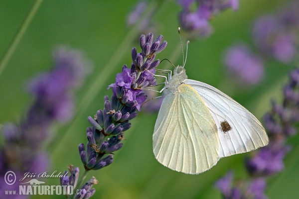 Bělásek zelný (Pieris brassicae)