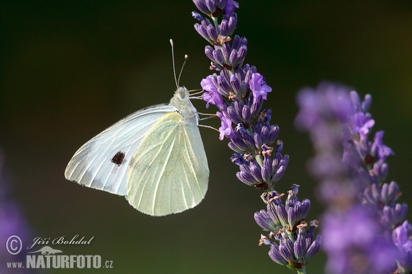 Bělásek zelný (Pieris brassicae)