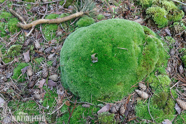 Bělomech sivý (Leucobryum glaucum)