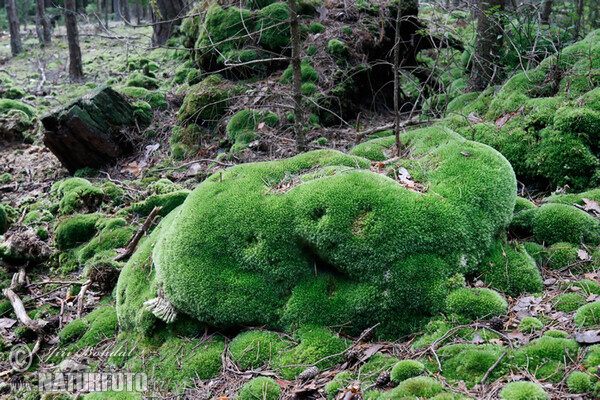 Bělomech sivý (Leucobryum glaucum)