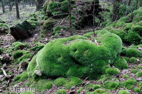 Bělomech sivý (Leucobryum glaucum)