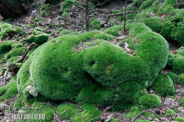 Bělomech sivý (Leucobryum glaucum)