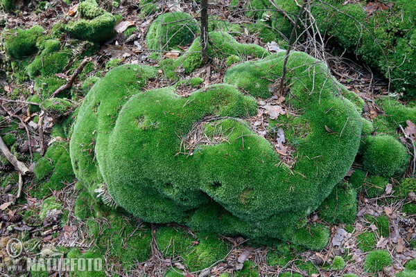 Bělomech sivý (Leucobryum glaucum)