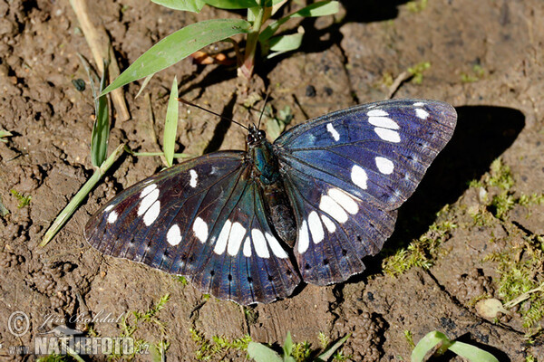 Bělopásek jednořadý (Limenitis reducta)