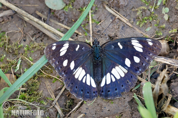 Bělopásek jednořadý (Limenitis reducta)