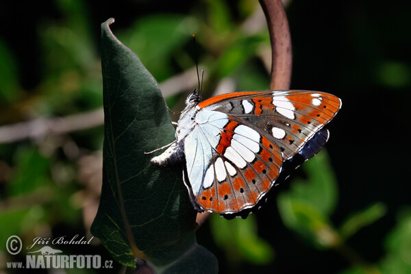 Bělopásek jednořadý (Limenitis reducta)