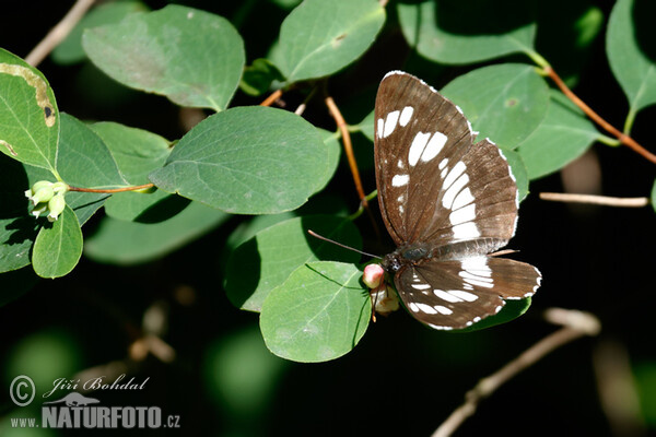 Bělopásek tavolníkový (Neptis rivularis)