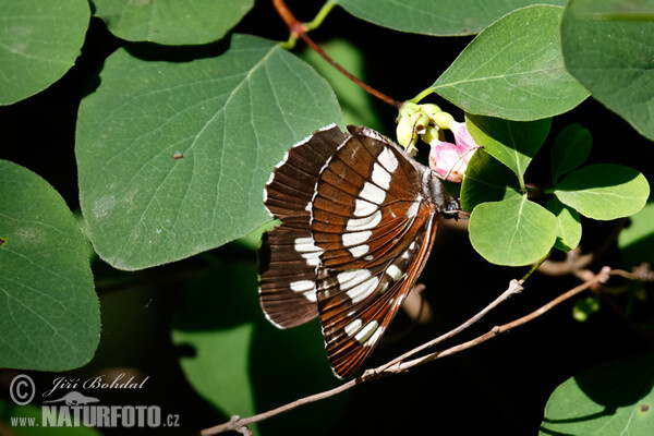 Bělopásek tavolníkový (Neptis rivularis)