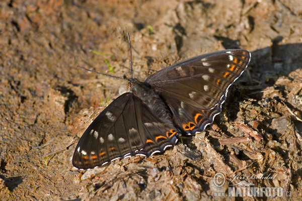 Bělopásek topolový (Limenitis populi)