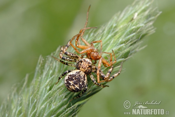 Běžník keřový (Xysticus audax)