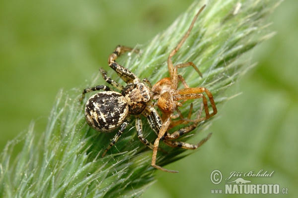 Běžník keřový (Xysticus audax)