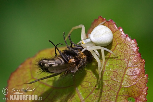 Běžník kopretinový (Misumena vatia)