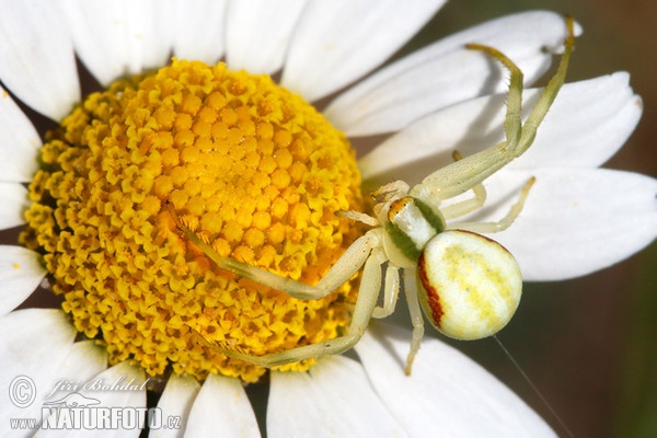 Běžník kopretinový (Misumena vatia)