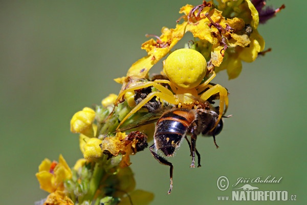 Běžník kopretinový (Misumena vatia)