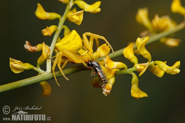 Běžník květomilný (Thomisus onustus)