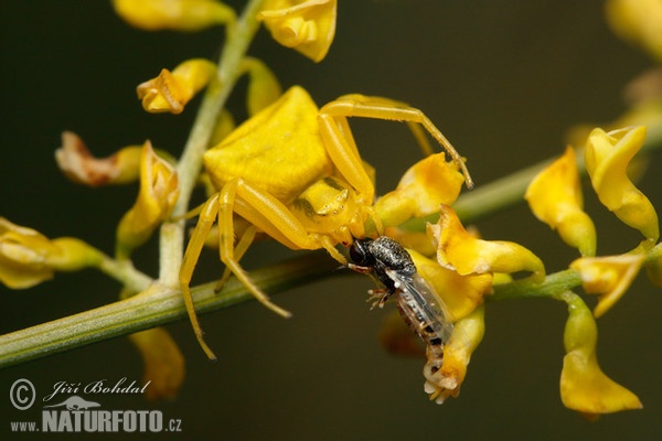 Běžník květomilný (Thomisus onustus)