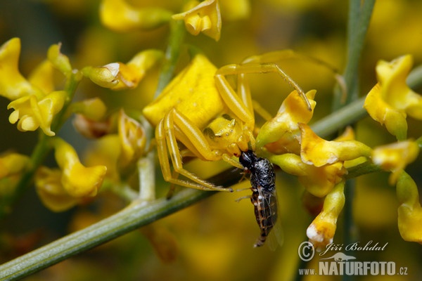 Běžník květomilný (Thomisus onustus)