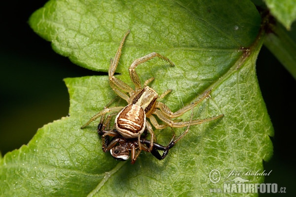 Běžník mokřadní (Xysticus ulmi)