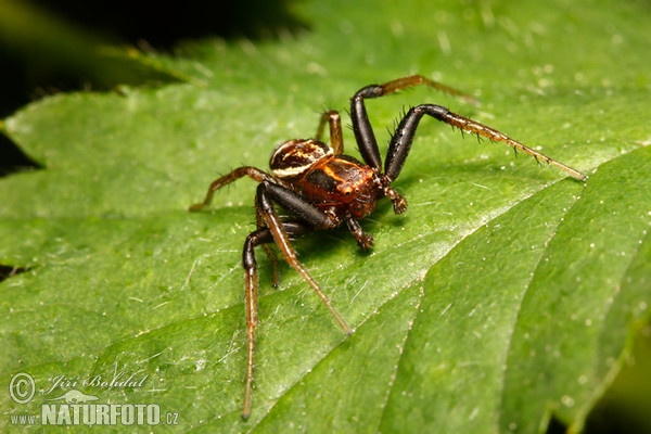 Běžník mokřadní (Xysticus ulmi)