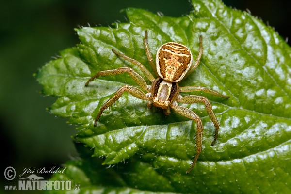 Běžník mokřadní (Xysticus ulmi)