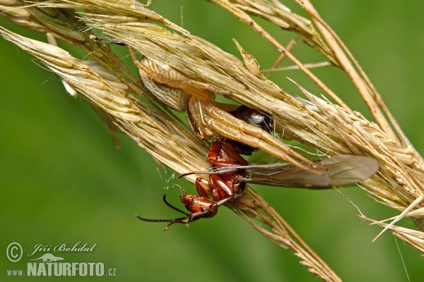 Běžník mokřadní (Xysticus ulmi)