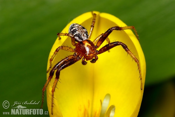 Běžník poutavý (Xysticus lanio)