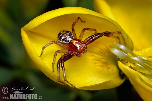 Běžník poutavý (Xysticus lanio)