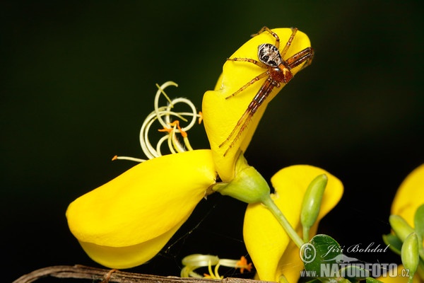 Běžník poutavý (Xysticus lanio)