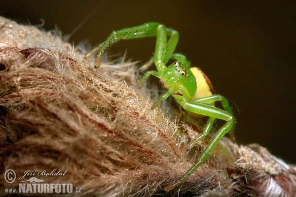 Běžník zelený (Diaea dorsata)