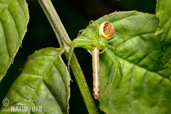 Běžník zelený (Diaea dorsata)