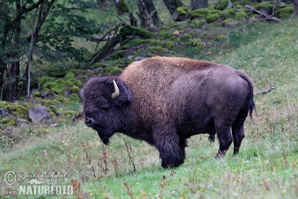 Bizon americký (Bison bison)